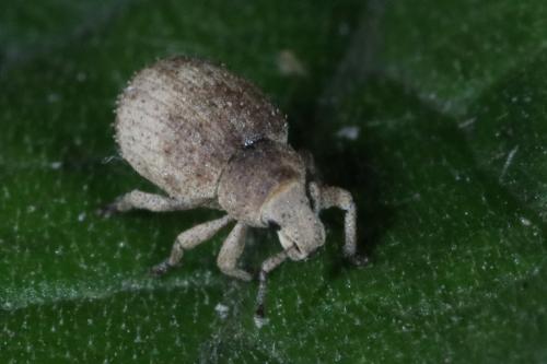 Romualdius sp.